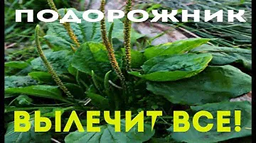 КАК  ВЫЛЕЧИТЬ ТУБЕРКУЛЕЗ, КОКЛЮШ, ПЛЕВРИТ,АСТМУ, ЖЕЛУДОК